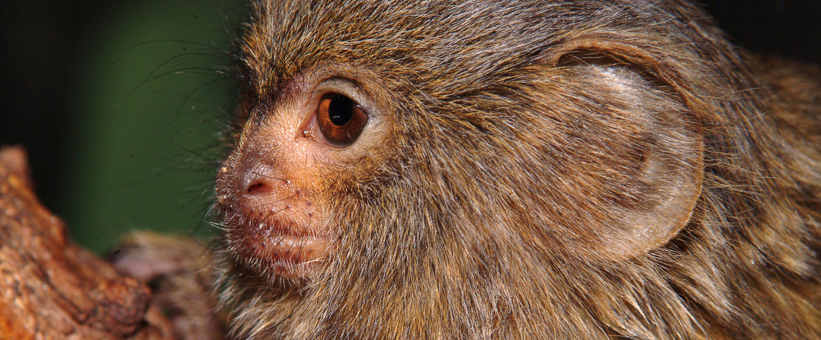 Dvärgsilkesapa Dvärgsilkesapa på Skansen-Akvariet