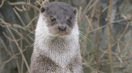 Utter på Skansen Utter på Skansen