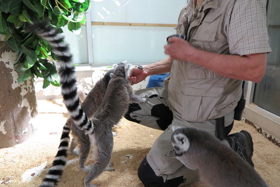 Lemurer på Skansen-Akvariet Lemurer på Skansen-Akvariet