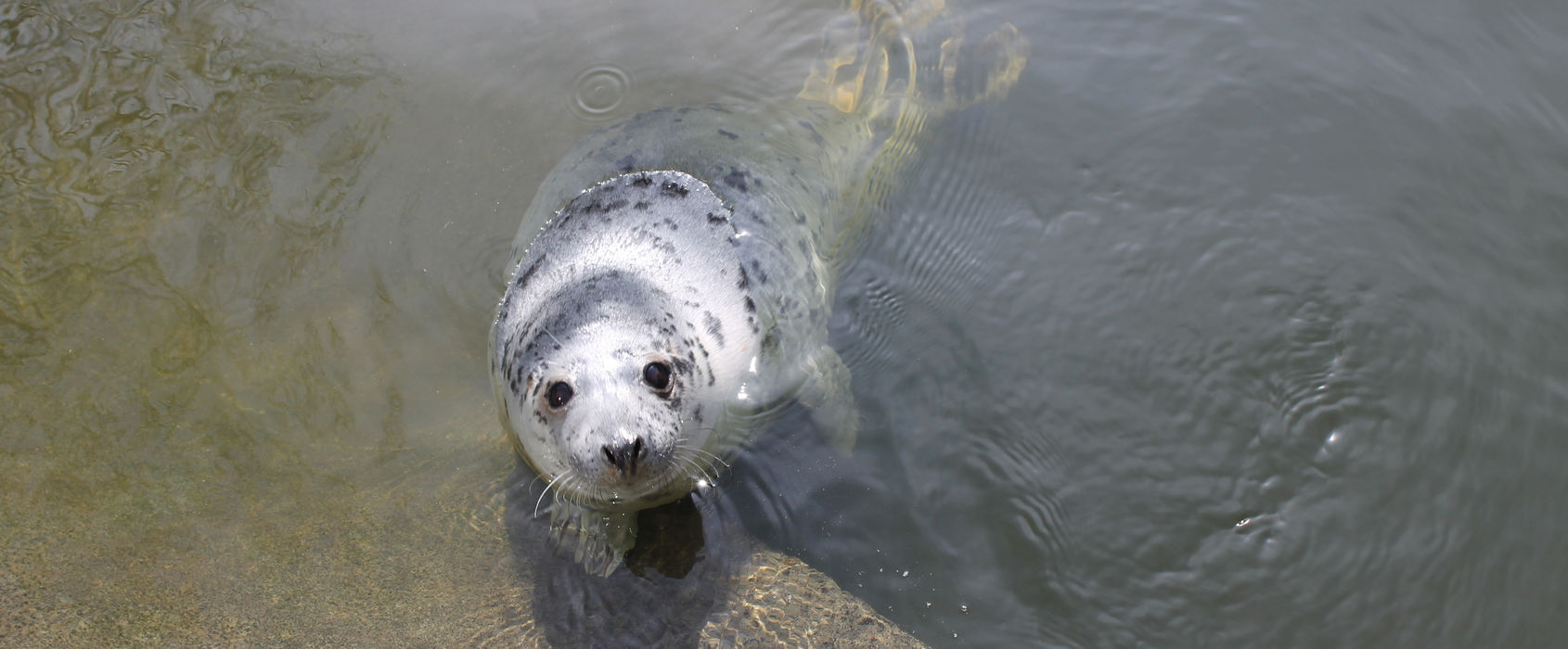 Gråsäl på Skansen Gråsäl på Skansen