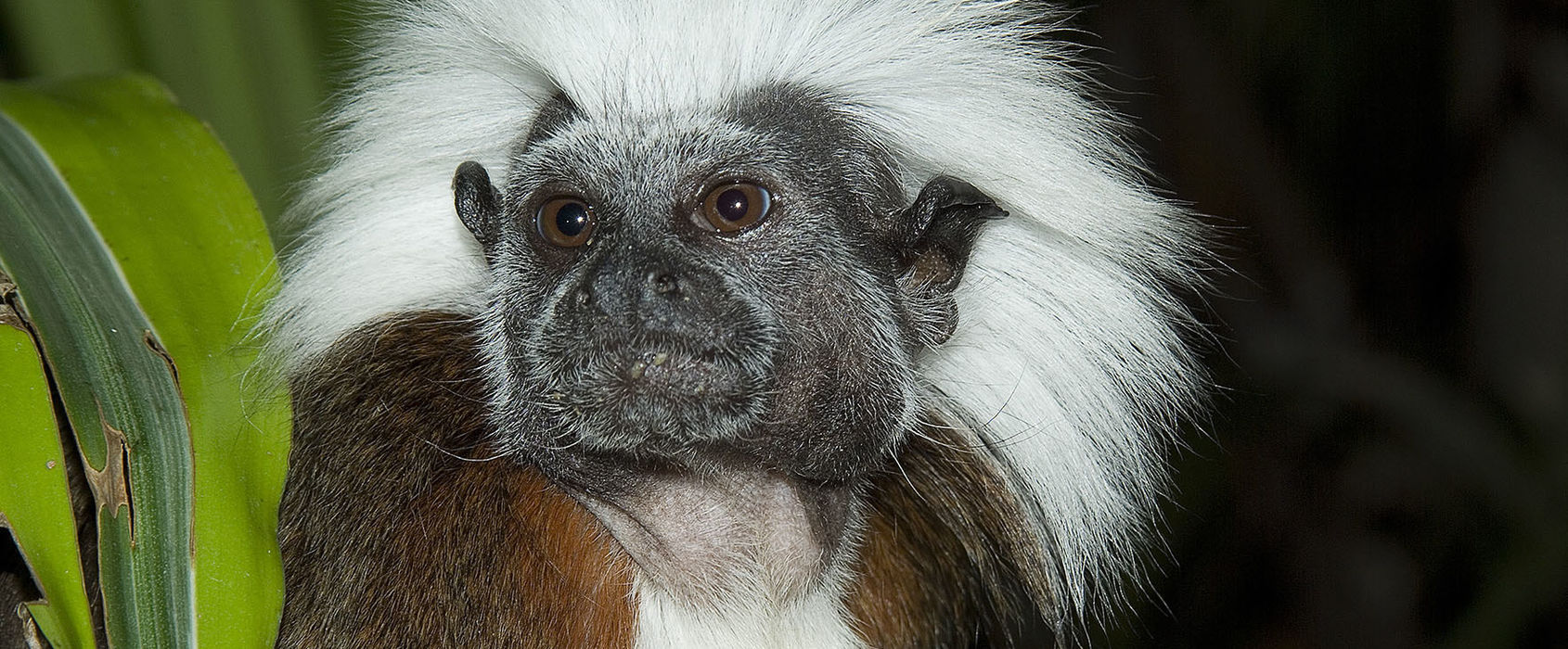 Pincheapa på Skansen-Akvariet Pincheapa på Skansen-Akvariet