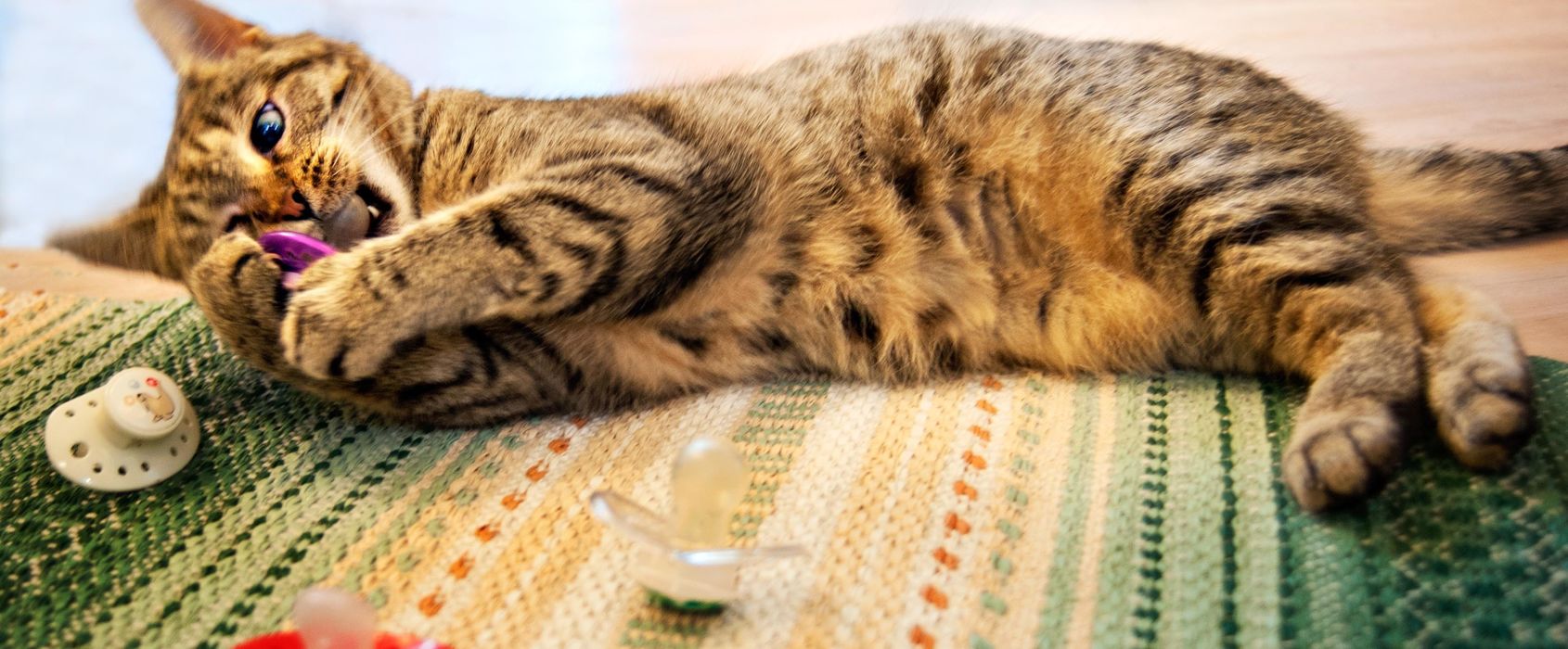 Katt på Lill-Skansen