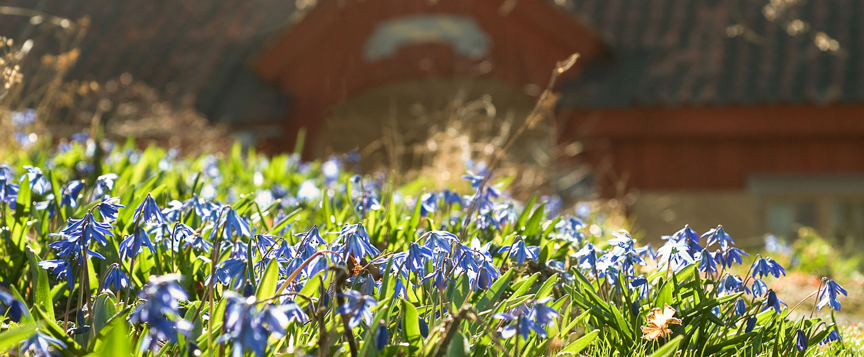 Vårblommor på Skansen Vårblommor på Skansen