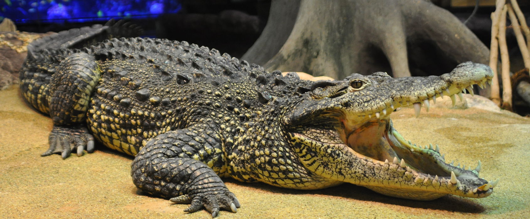 Krokodil på Skansen-Akvariet Krokodil på Skansen-Akvariet