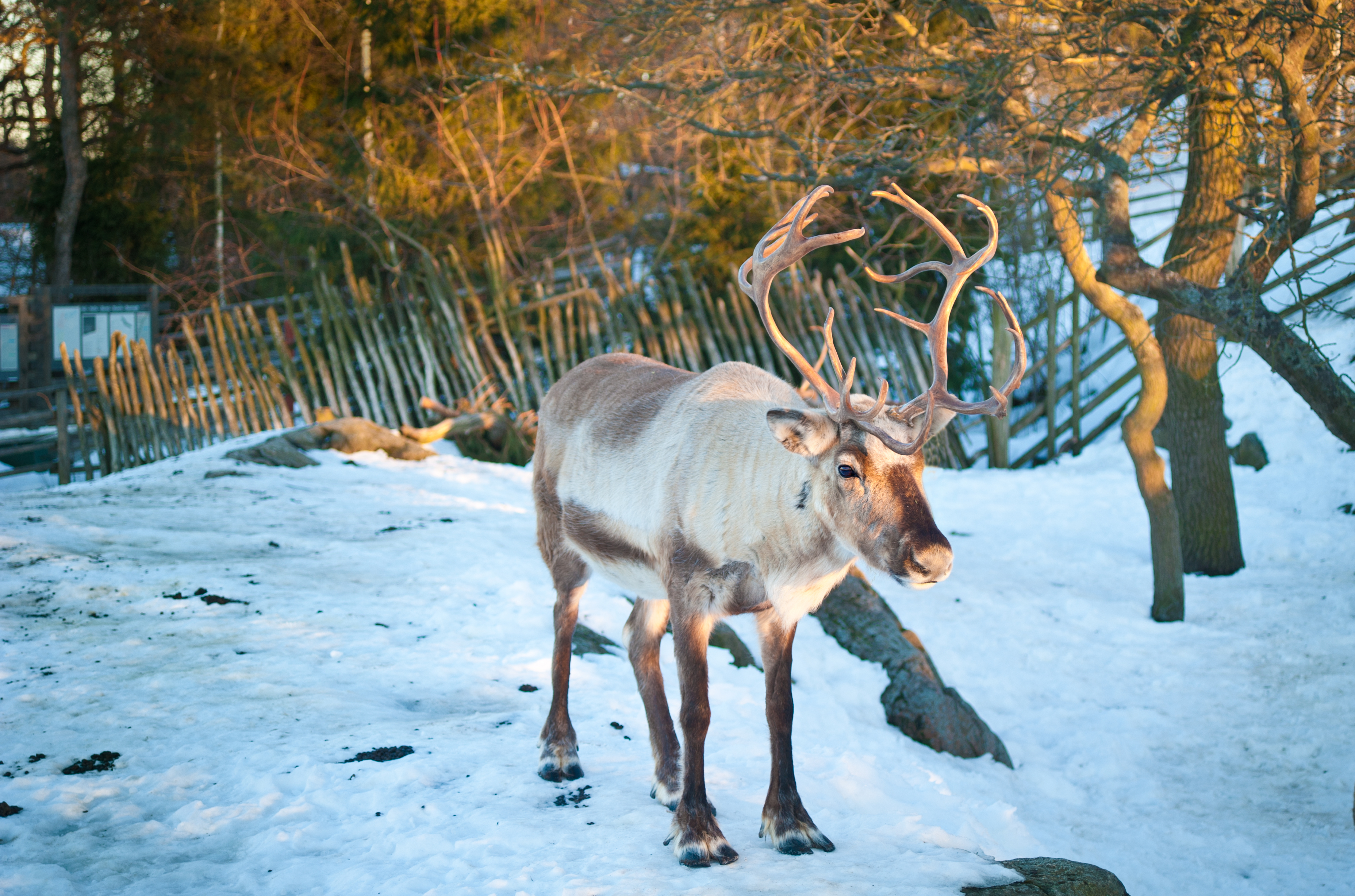Ren på Skansen – besök Samevistet | Skansen.se