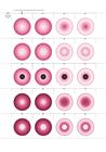 Petal Pairs 2