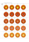 Petal Pairs 5