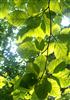 gorgeous dappled sunlight background