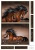 Sunset Horse Toppers
