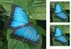 Butterfly Blue