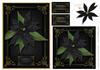 Black Poinsettia Card Front & Topper