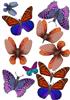 butterfly embellishments