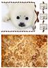 Seal Pup