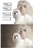 dogg lover plc