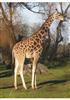Gorgeous Giraffe
