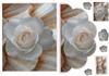 beautiful white rose envelope card