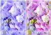 Hydrangea Duo Background-DWJ