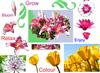 floral sheet