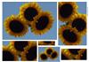 floating sunflowers pyramid
