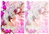 Butterfly & Orchid backgrounds
