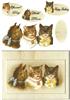 3 cool cats plc