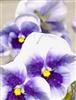 116 Pansies mosak