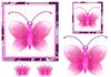 pretty little butterfly