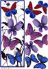 Butterfly Quartet DL