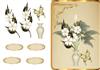 framed flowers plc