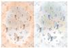 Butterfly Duo Backgrounds - 360 DPI