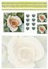 Cream Rose