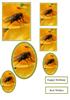 Bee Toppers