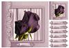 8x8 Roses