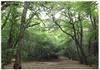 through the woodlands