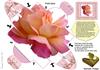 Beautiful Rose heart top box