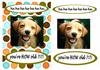 laughing puppy birthday 'how old?!'