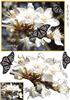 Birthday Blossom Flutters