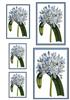 African Lily Topper