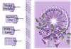 .doily