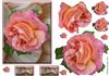 beautiful rose card front