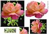 delicate rose