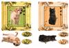 2 Squared card( Dog or Cat No1)