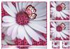 floral flutters quick card and toppers