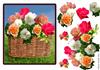 basket of roses