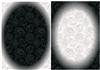 Monochrome Embossed Roses Backgrounds