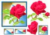 an elegant rose