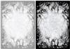 Monochrome Roses Backgrounds