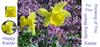 daffodil bloom