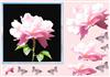 rose beauty