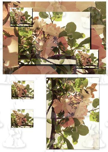 beautiful blossom free donation